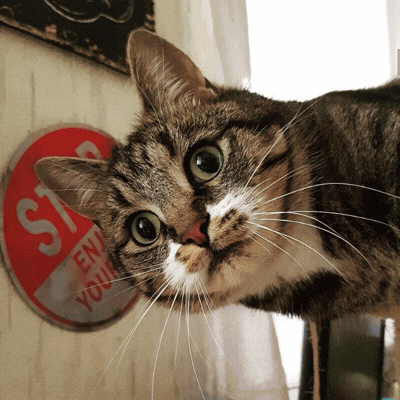 What if your cat became a 3D character?