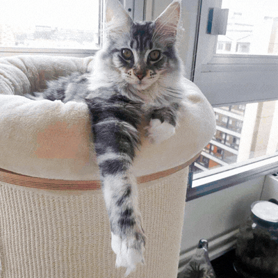 What if your cat was hiding a true hero?