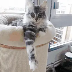 Turn your cat into the perfect comic book character!