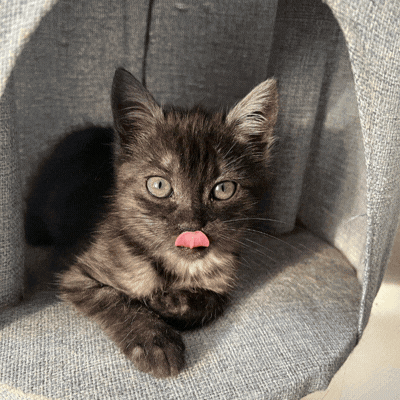 Your cat deserves a royal portrait