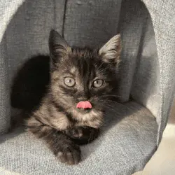 Your cat deserves a royal portrait!