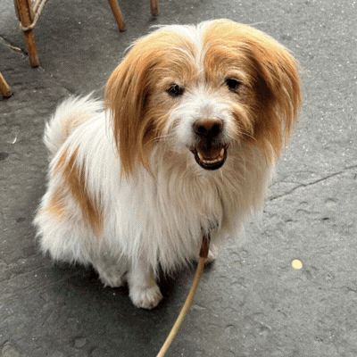 What if your dog became a 3D character?