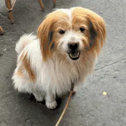 Turn your dog into an adorable 3D character!