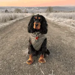 Turn your dog into the perfect comic book character!