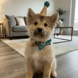 Your dog deserves a royal portrait!