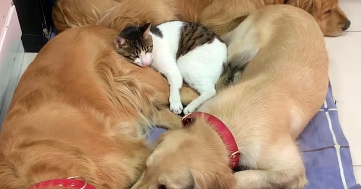 Cat Uses Dogs as a Bed