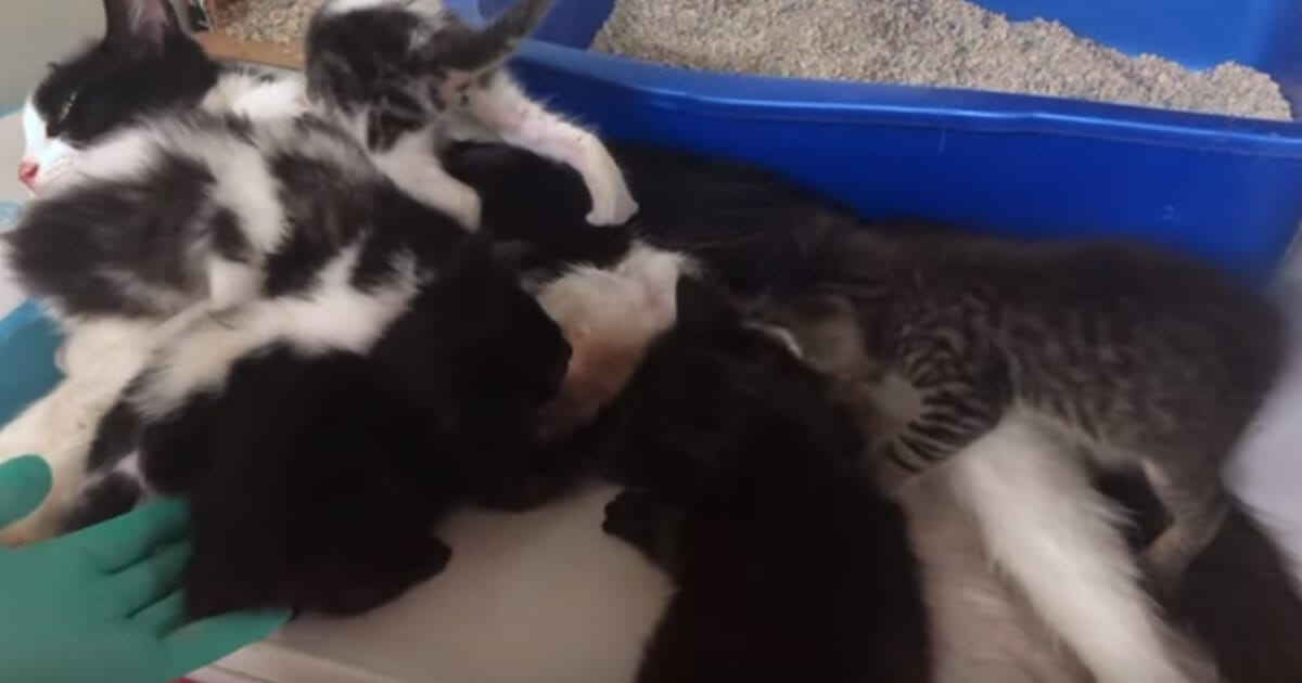 Cat Gives Birth to 11 Kittens