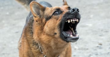 French Mayor Bans Excessive Dog Barking