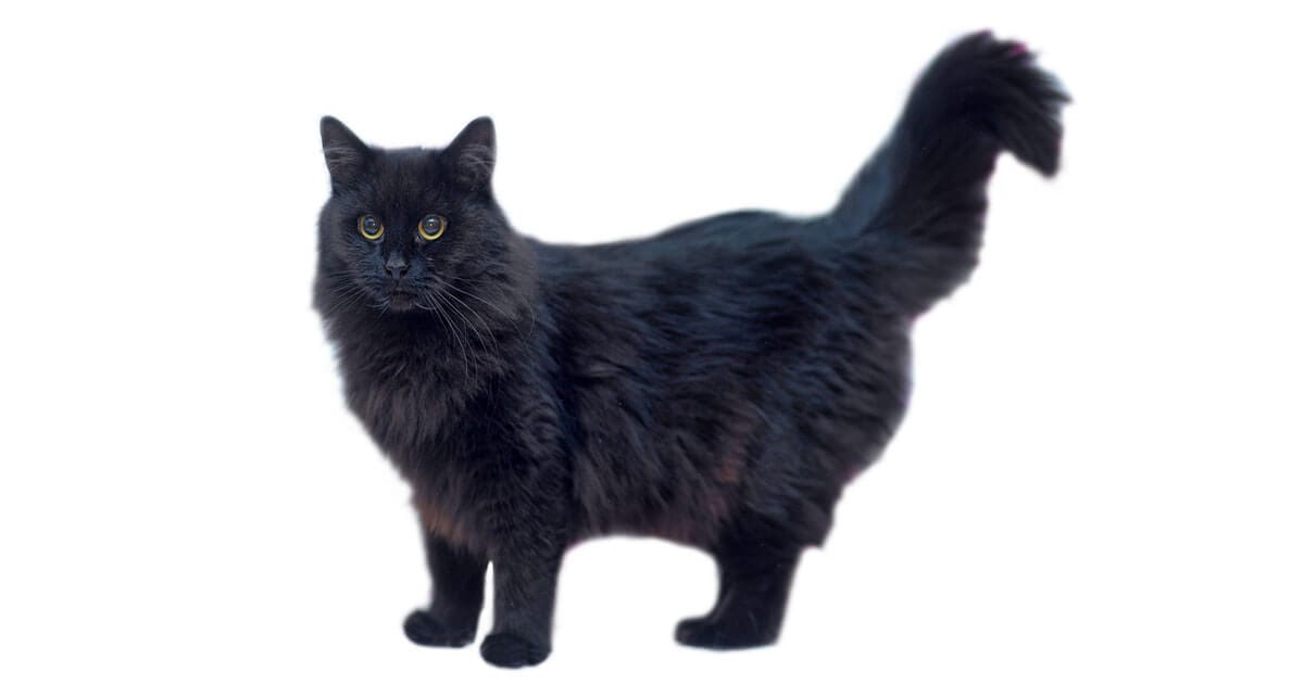 The Tiffany Information About This Medium Sized Cat Breed