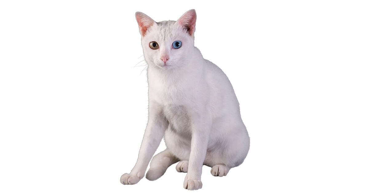 The Khao Manee Information About This Pure White Cat Breed