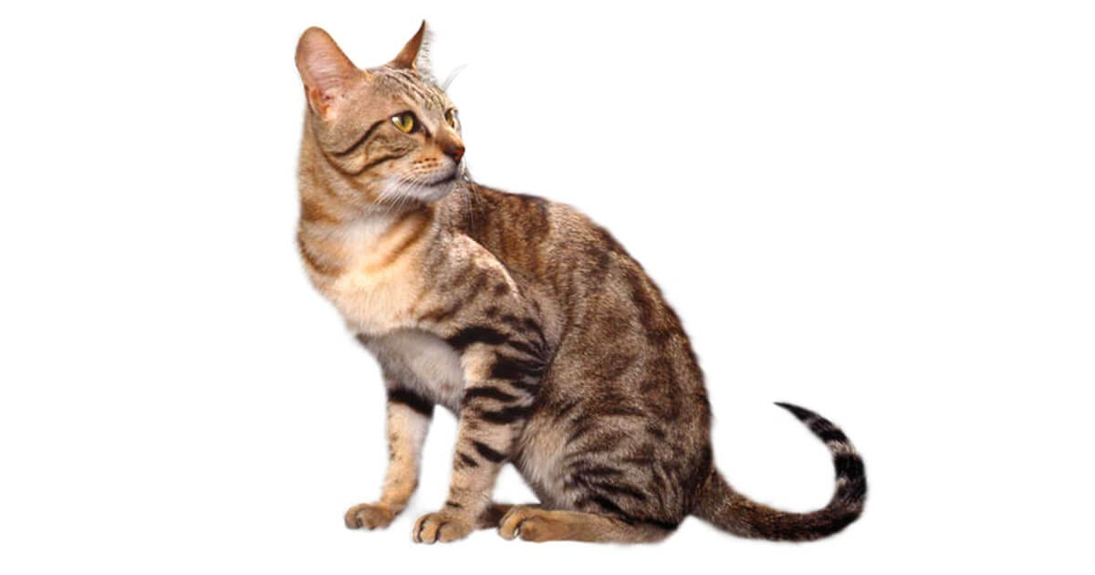 The Sokoke Cat Information About This Cat Breed