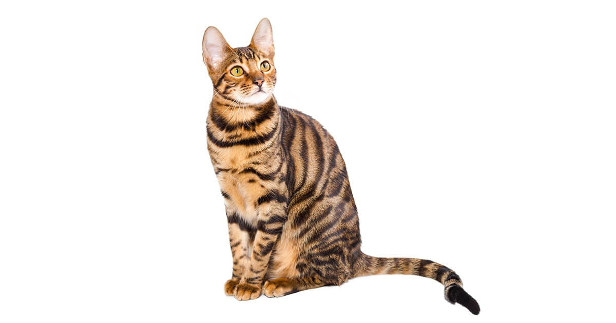The Toyger Informations About This Cat Breed