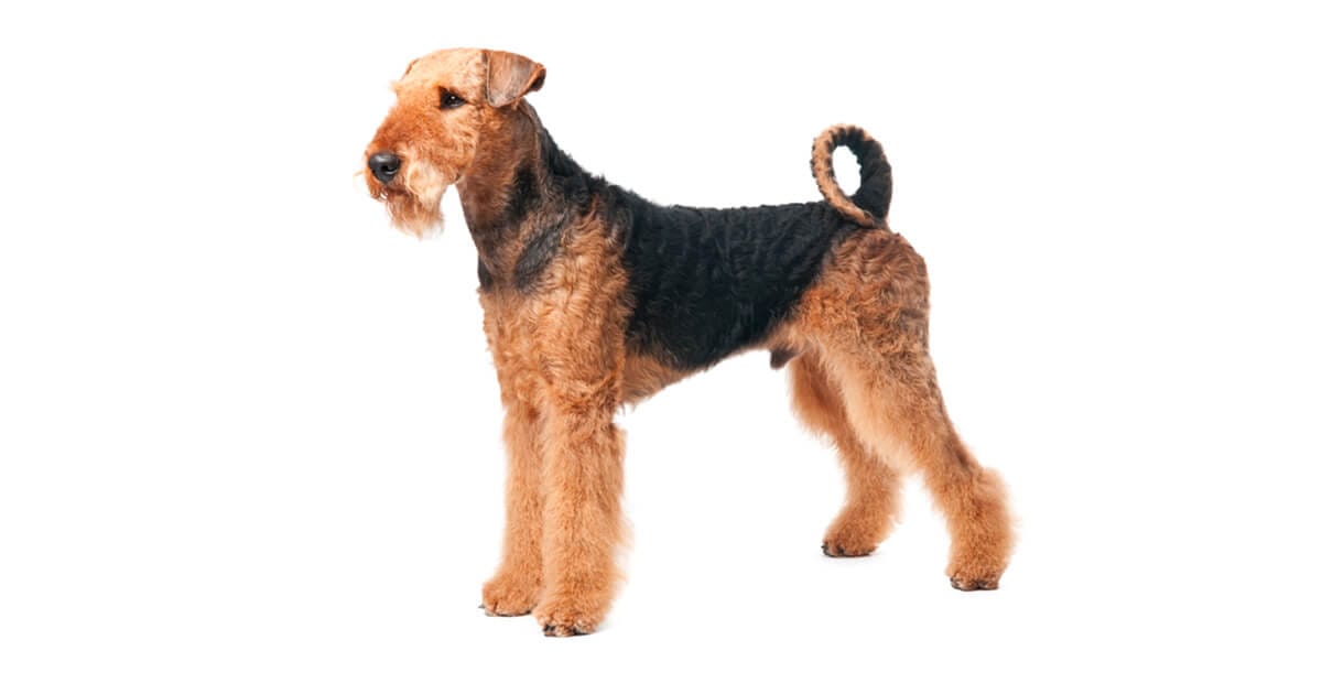 The Airedale Terrier Information About This Family Dog
