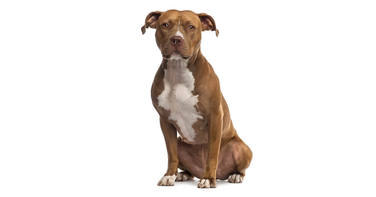 The American Staffordshire Terrier Information About This Dog Breed