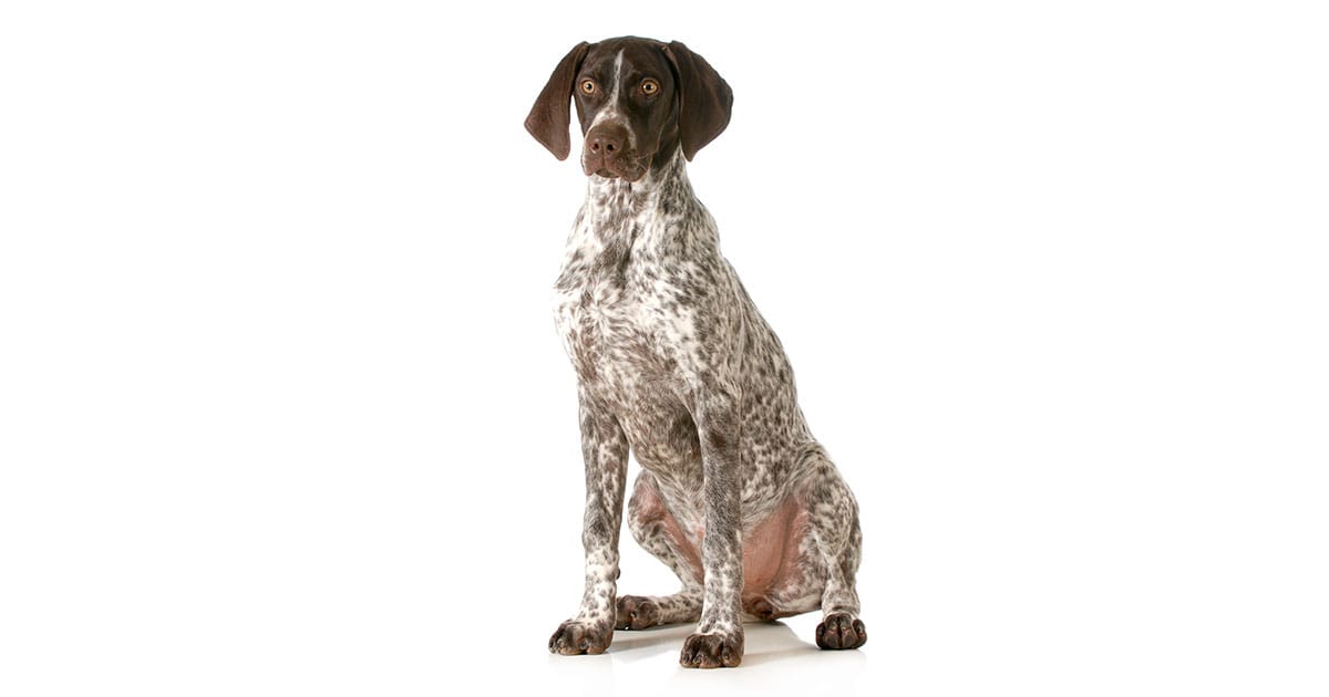 The German Shorthaired Pointer Information About This Hunting Dog