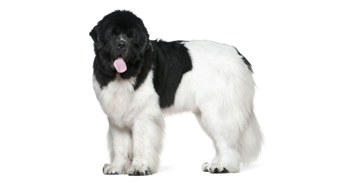 The Newfoundland All About The Breed