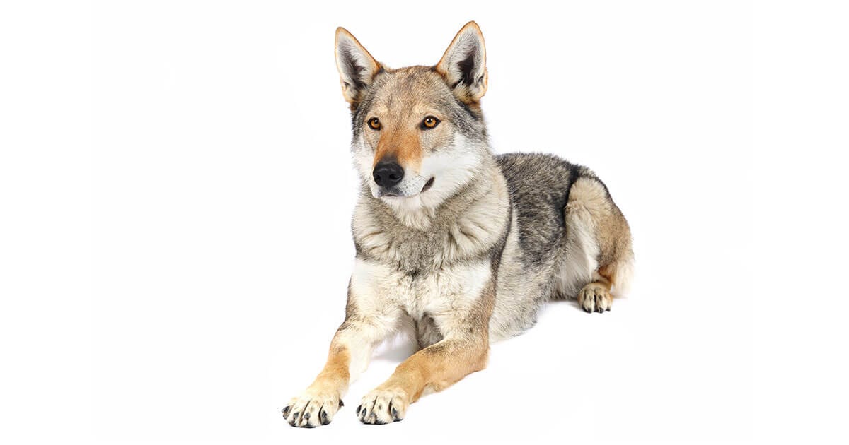 The Czechoslovakian Wolfdog All About This Wolf Looking Dog