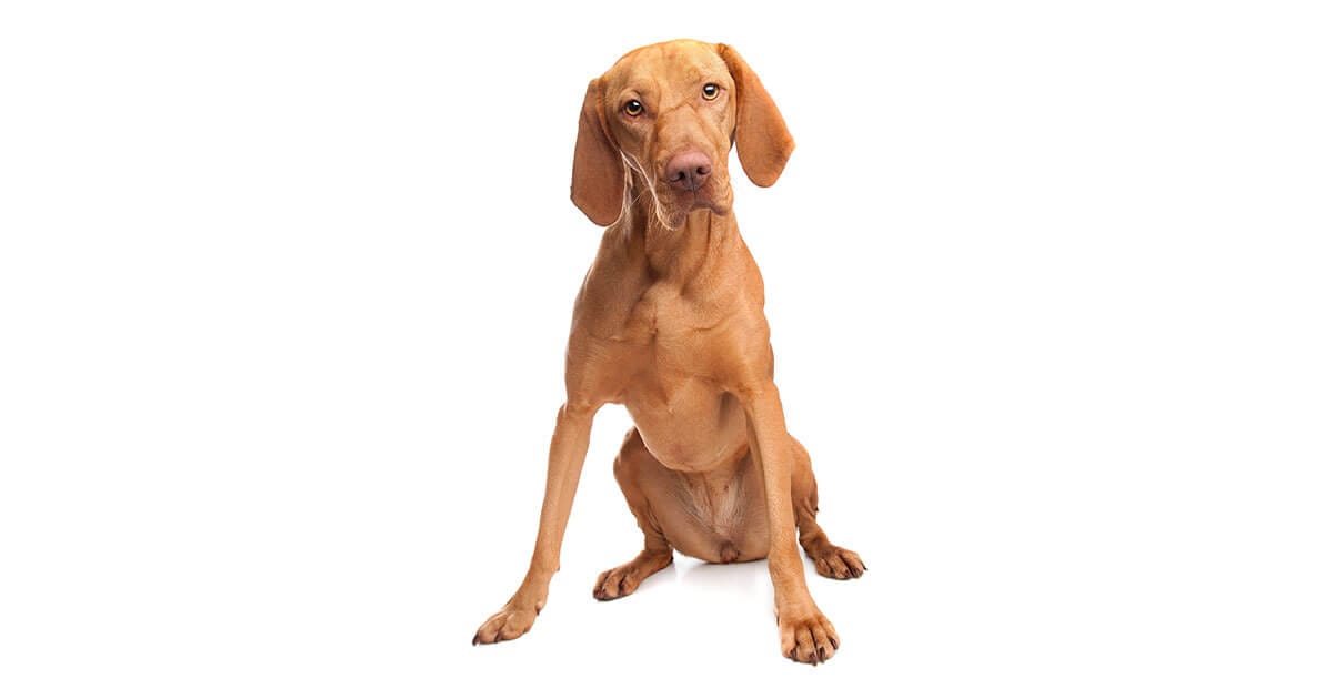 The Vizsla All About The Breed