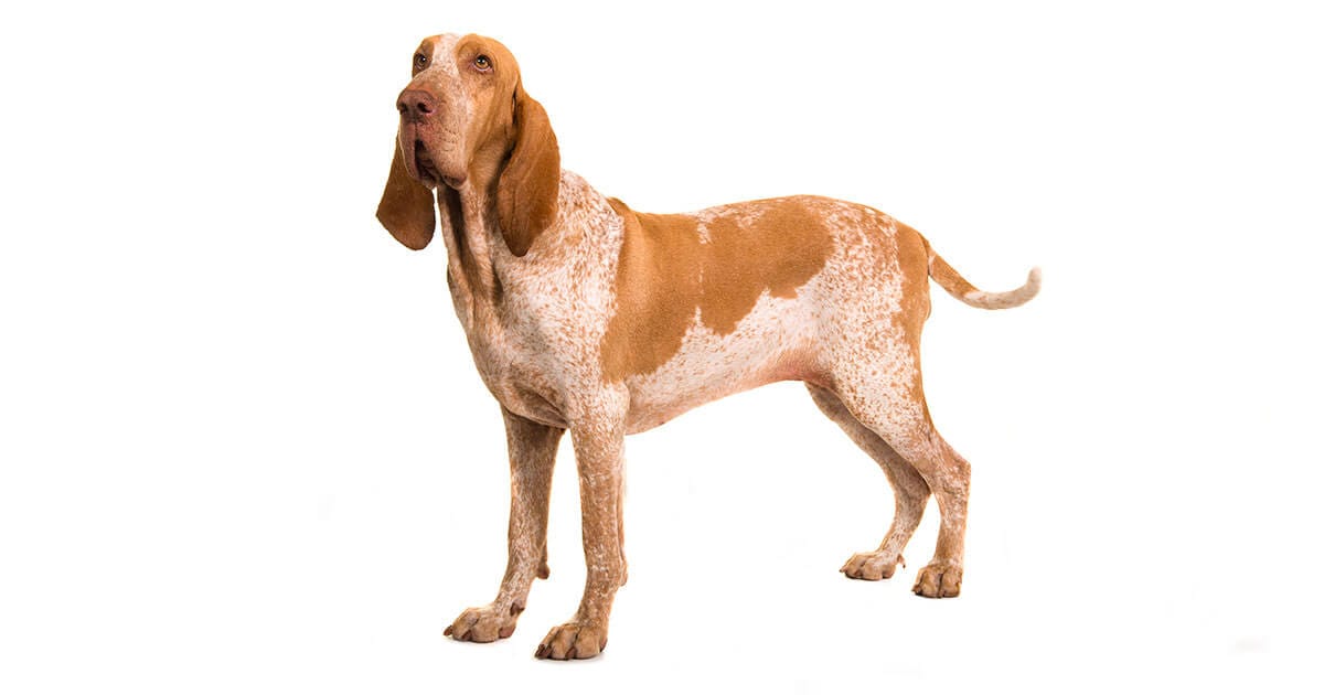 The Bracco Italiano Information And Facts About This Hunting Dog
