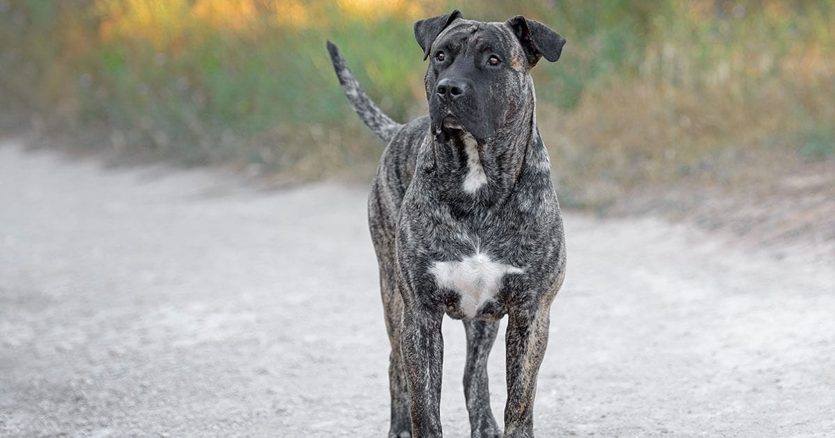 The Presa Canario Information About This Large Sized Dog