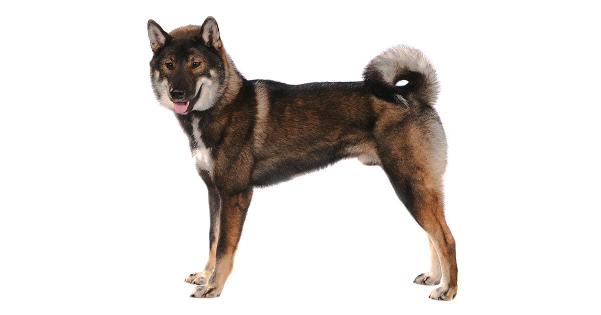 The Shikoku Dog All About The Breed