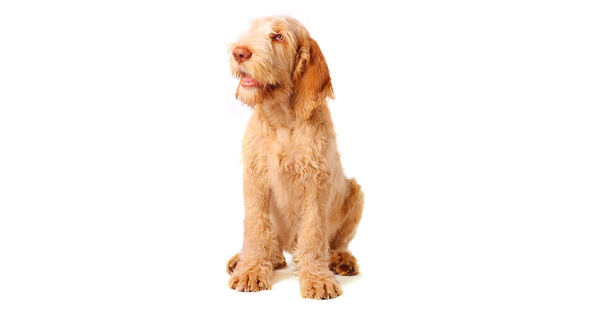 The Italian Spinone Information About This Dog Breed