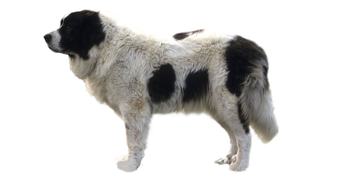 The Pyrenean Mastiff Dog