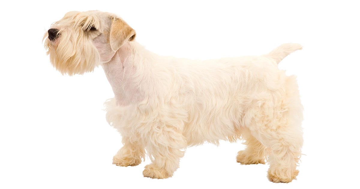 The Sealyham Terrier All About The Breed