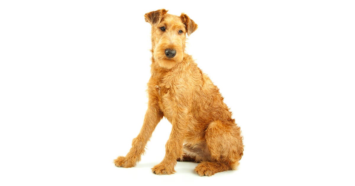The Irish Terrier Dog Information And Facts