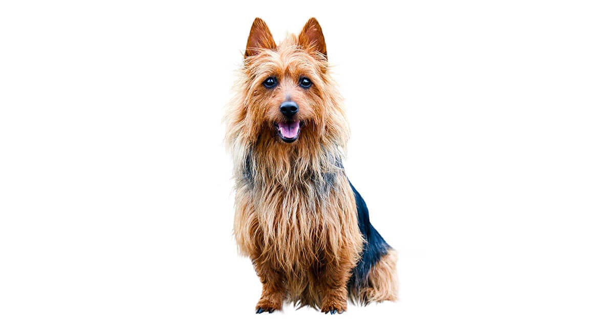 The Australian Silky Terrier All About The Breed