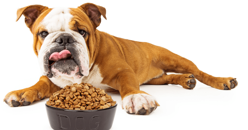 best dog food for firm stools uk