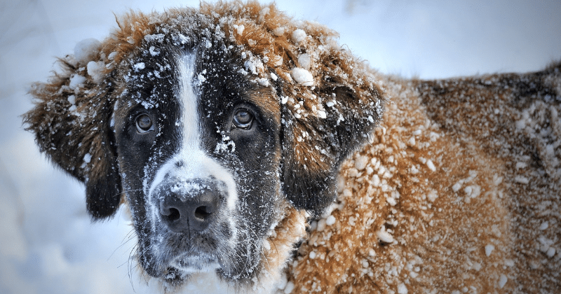 The Dog S Temperature All There Is To Know,How Many Milliliters In A Cup Of Liquid
