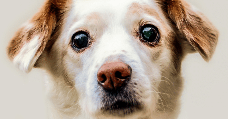 Can You Give Dogs Eye Drops For Humans How To Treat Cloudy Eyes In Dogs