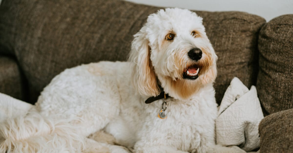 The Goldendoodle All About This Perfect Family Dog