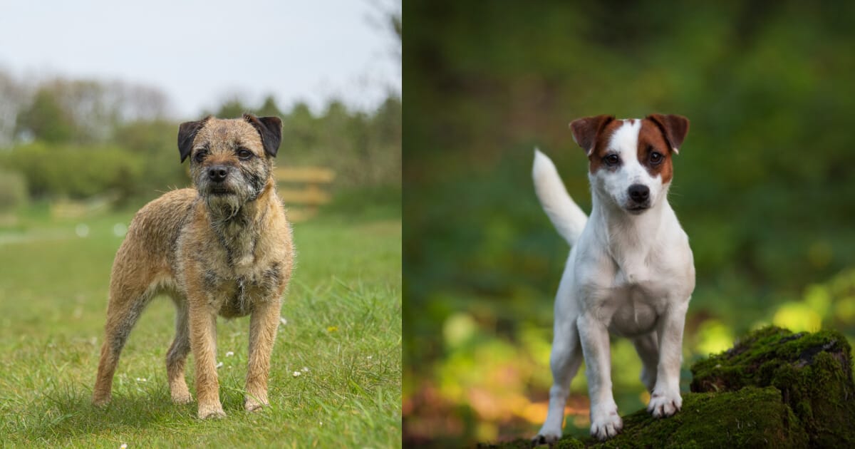 The Border Terrier Jack Russell Mix
