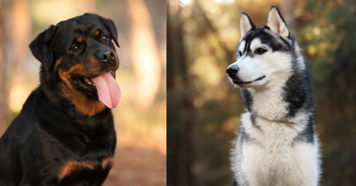 Your Guide To The Rottweiler Cross Husky