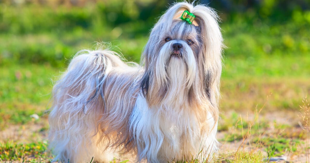 Shih Tzu Mixes Everything You Need To Know