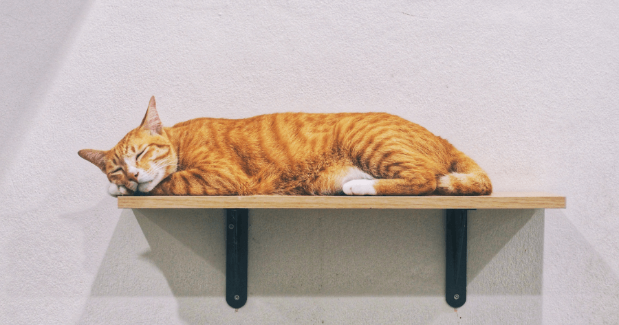 ginger cat resting on shelf mounted on wall