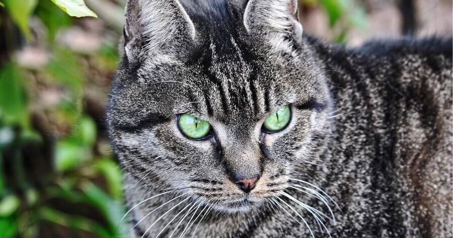 Tabby cat with green eyes