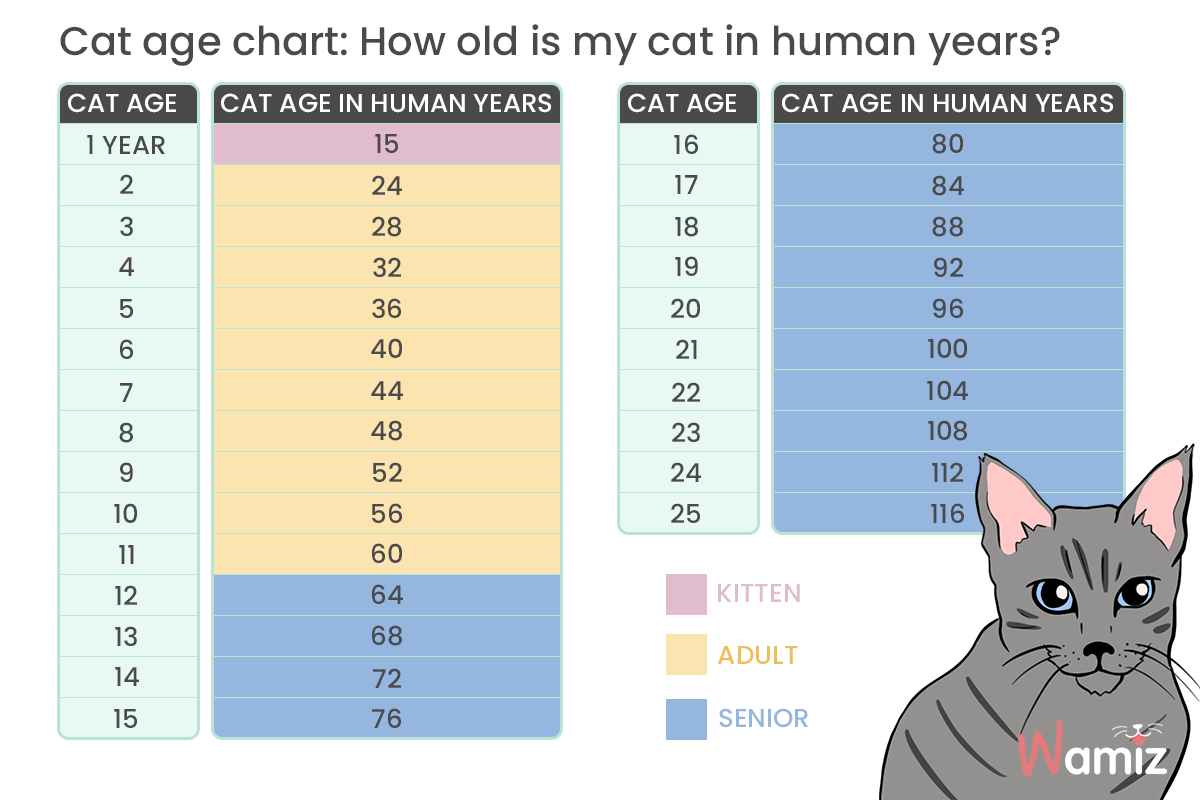 Cat age calculator