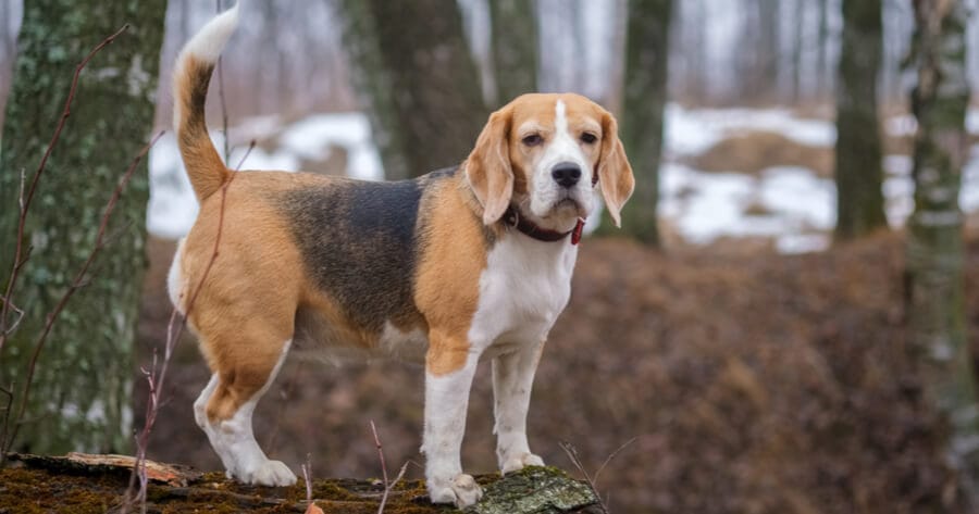beagle standing in forest