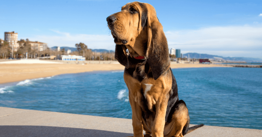 bloodhound sitting in front of ocean