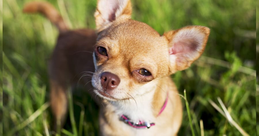 brown chihuahua tilting head and standing in grass