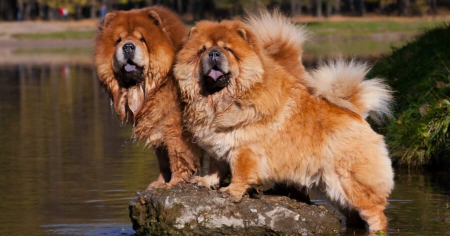 two chow chows standing near lake