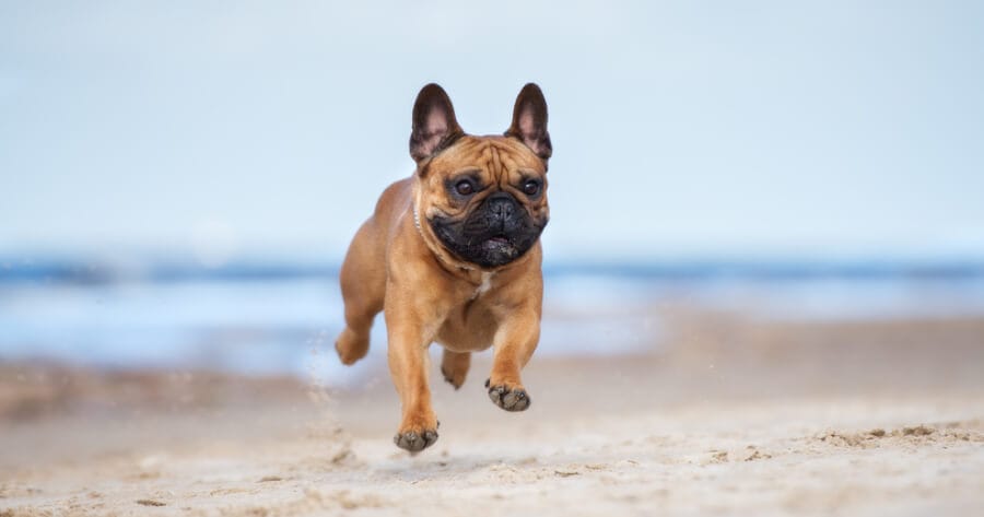 french bulldog running on beach