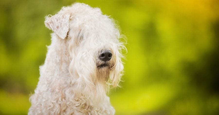 The Irish Soft-coated Wheaten Terrier dog
