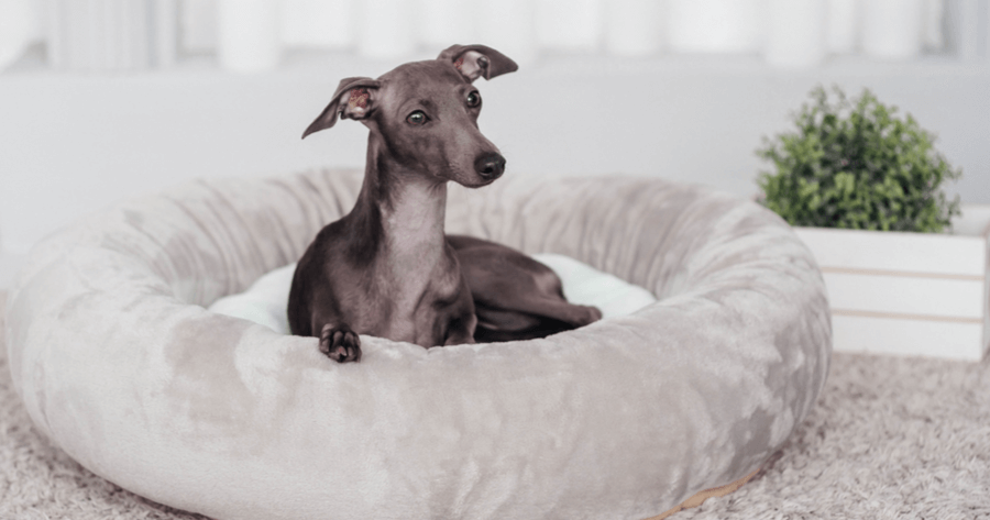 grey italian greyhound in dog bed