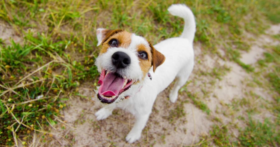 The Jack Russell Terrier