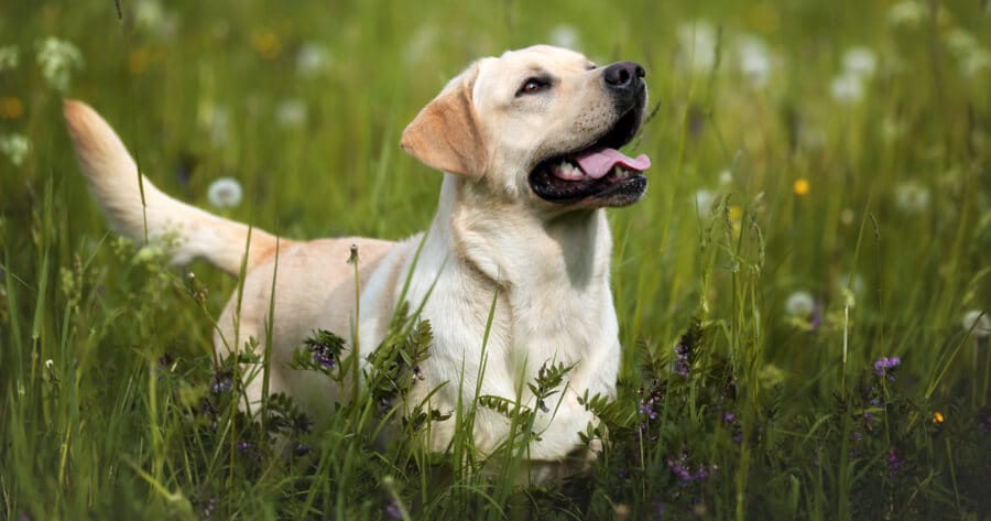 yellow labrador standing in tall grass