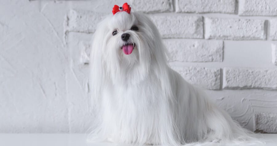 maltese with red bow